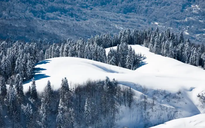 Top View Mountain Winter Forest Background HD Wallpapers