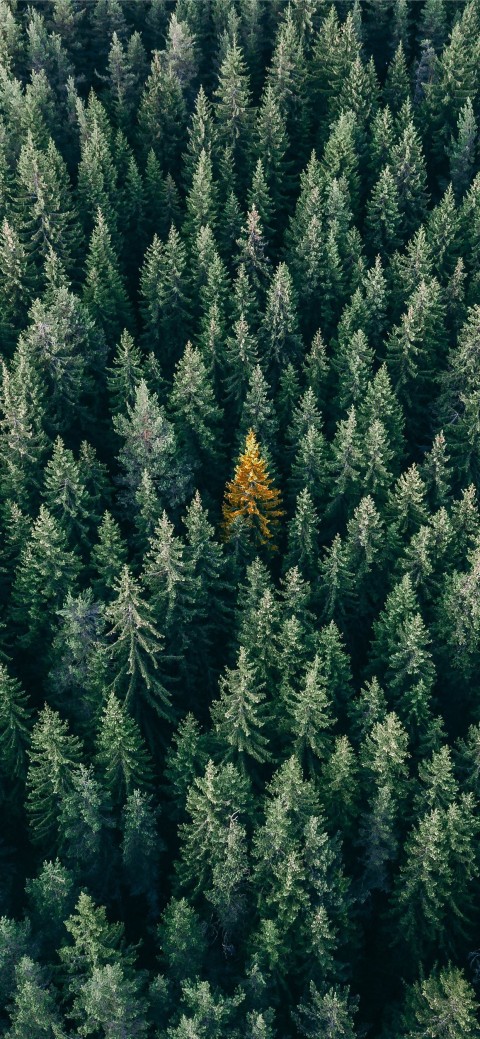 Top View Pine Tree Background HD Download