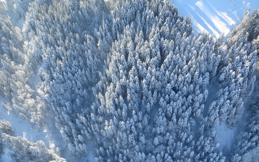 Top View Winter Tree Background HD Download