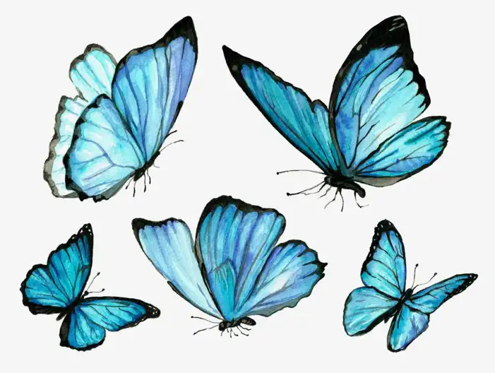 Transparent Butterfly Background HD Images