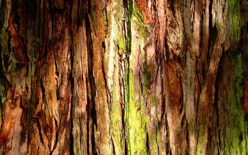 Tree Bark Texture HD Background