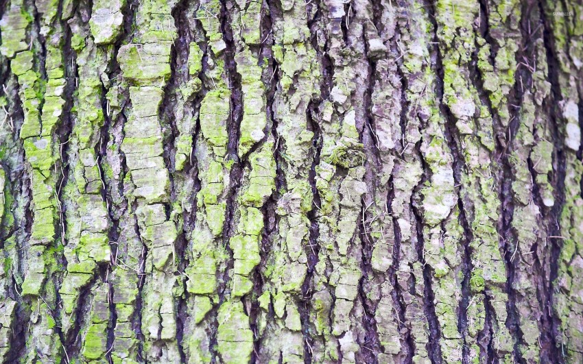 Tree Bark Texture HD Background