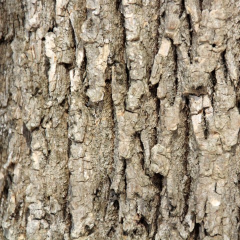 Tree Bark Texture HD Background