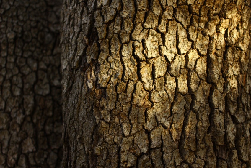 Tree Bark Texture HD Background