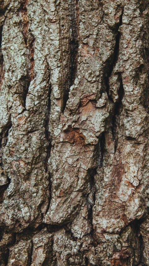 Tree Bark Texture HD Background