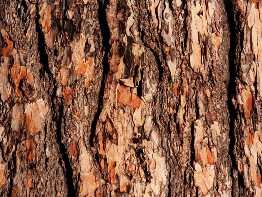 Tree Bark Texture HD Background