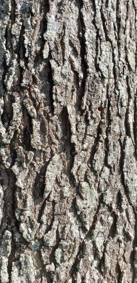 Tree Bark Texture HD Background