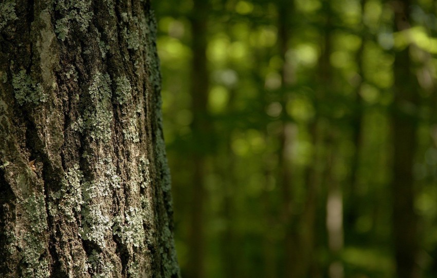 Tree Bark Texture HD Background