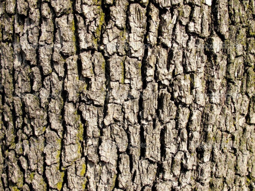 Tree Bark Texture HD Background