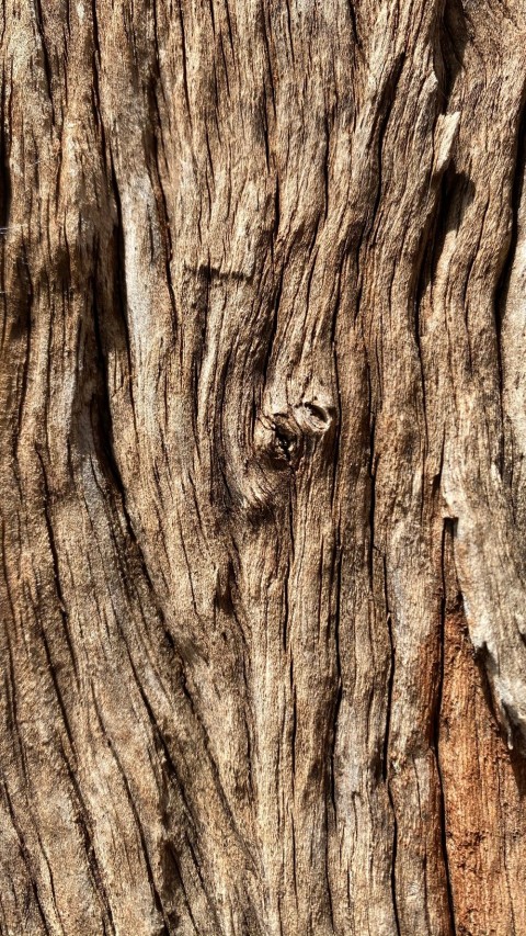 Tree Bark Texture HD Background