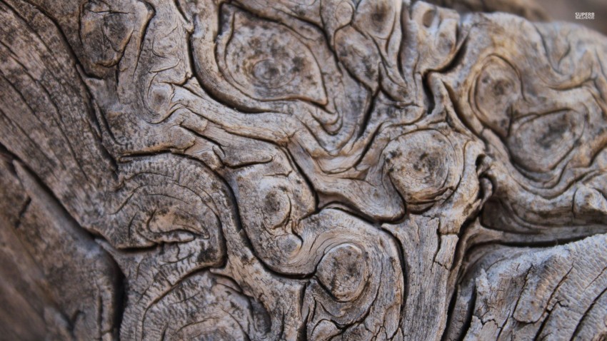 Tree Bark Texture HD Background