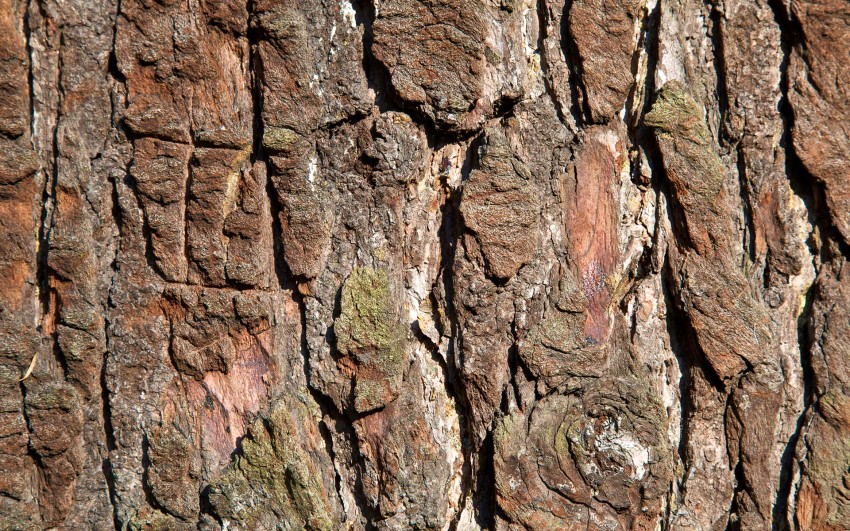 Tree Bark Texture HD Background