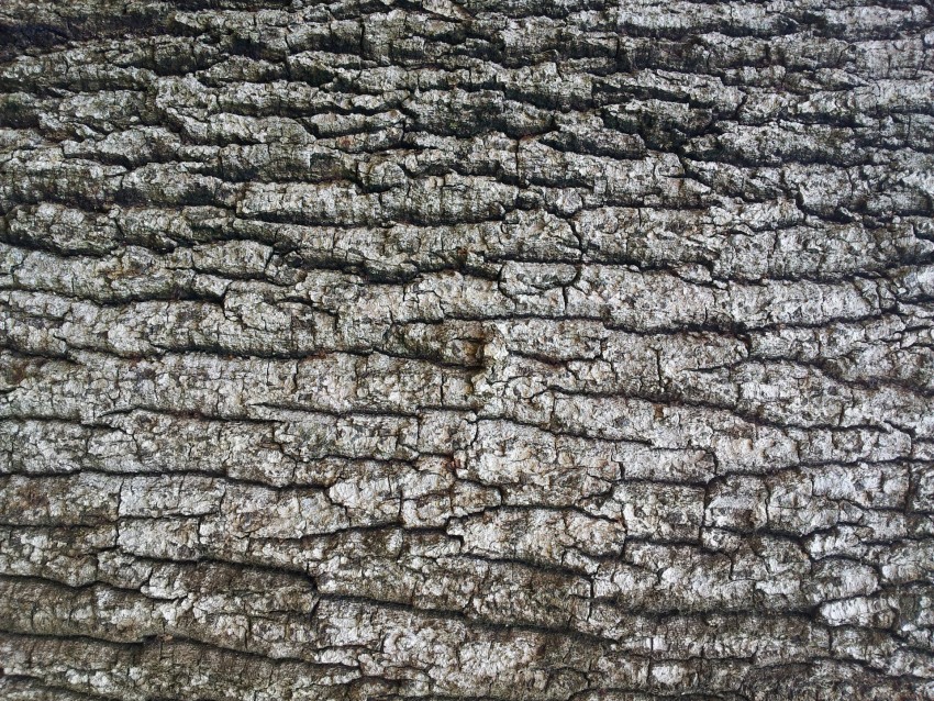 Tree Bark Texture HD Background