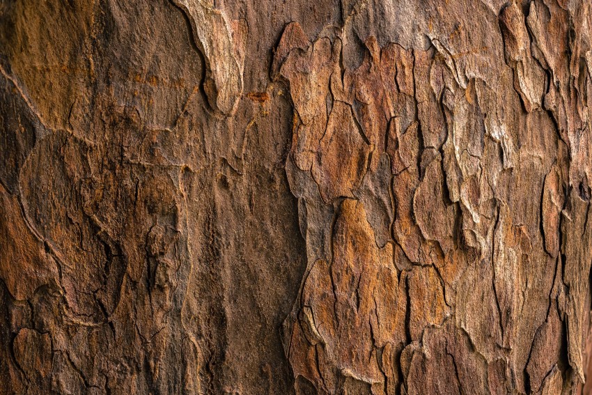 Tree Bark Texture HD Background