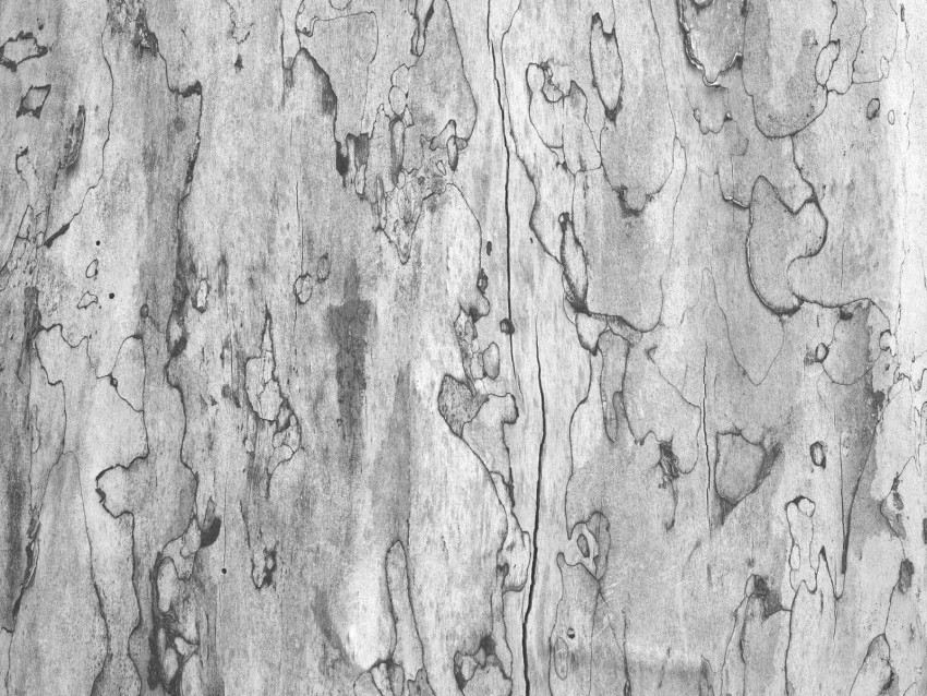 Tree Bark Texture HD Background