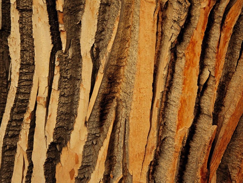 Tree Bark Texture HD Background