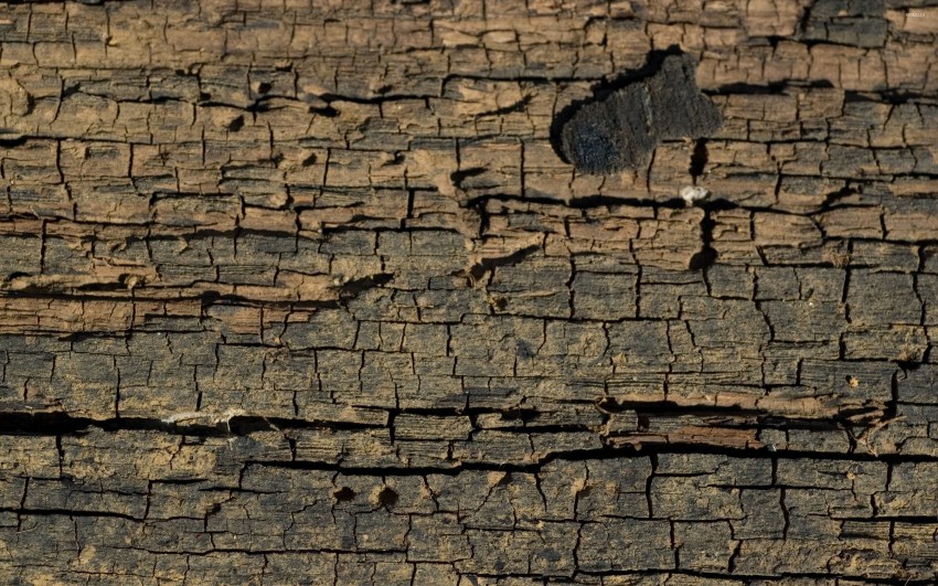 Tree Bark Texture HD Background