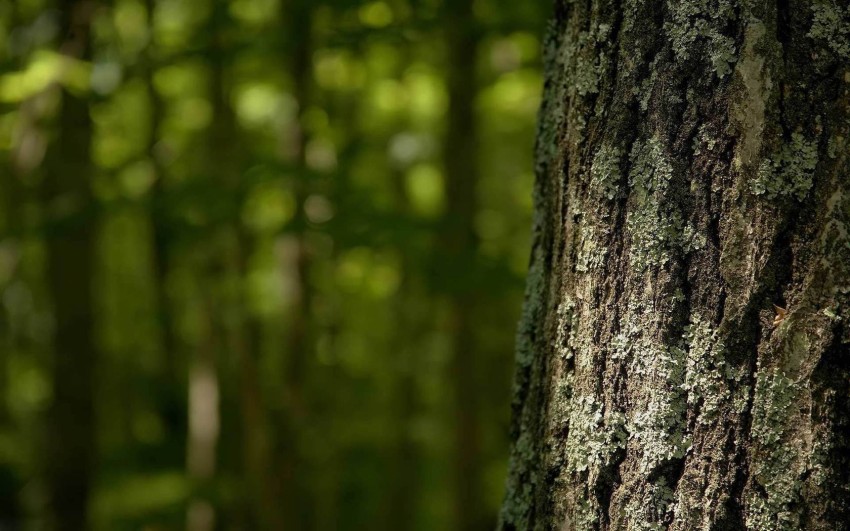 Tree Bark Texture HD Background