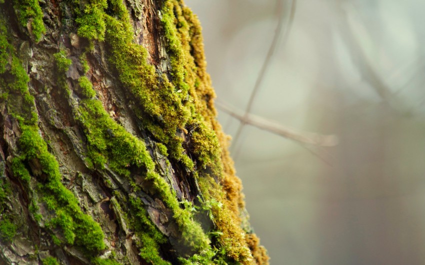 Tree Bark Texture HD Background