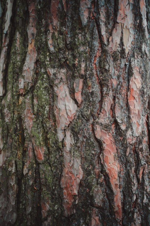 Tree Bark Texture HD Background