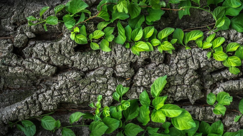 Tree Bark Texture HD Background