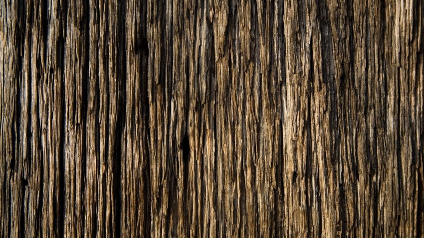 Tree Bark Texture HD Background