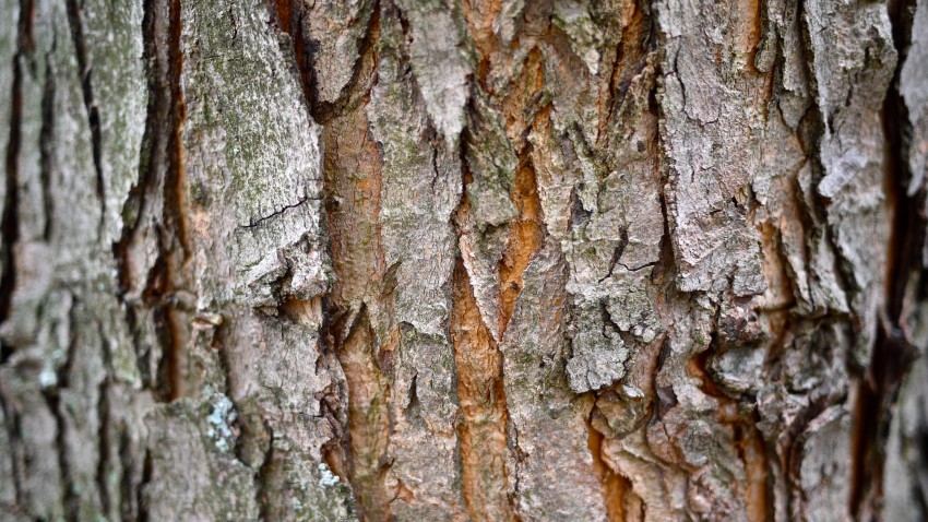 Tree Bark Texture HD Background