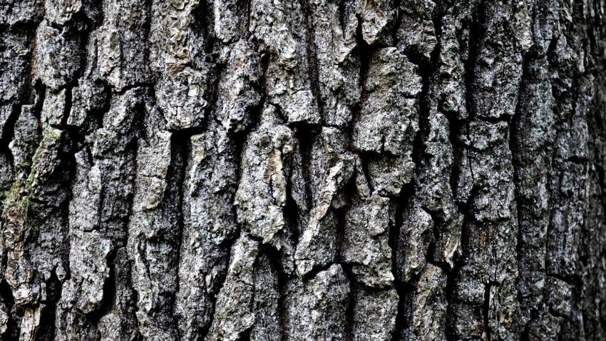 Tree Bark Texture HD Background