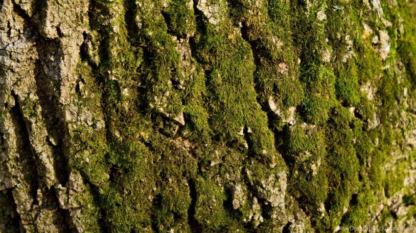 Tree Bark Texture HD Background