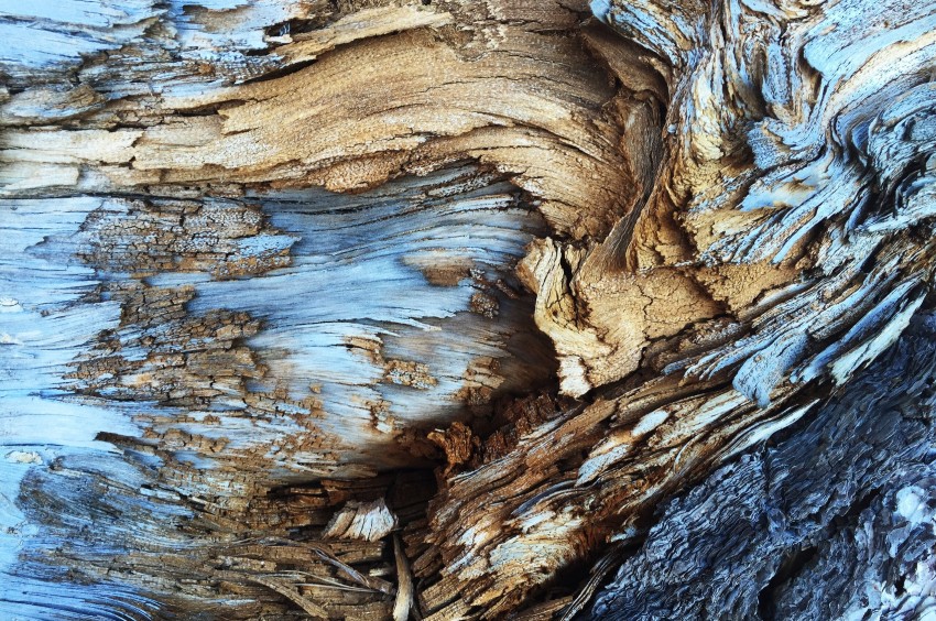 Tree Bark Texture HD Background