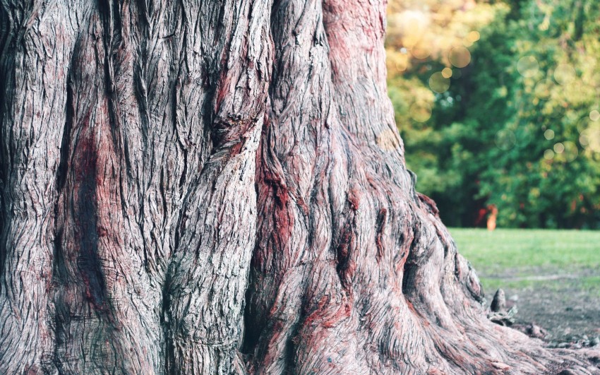 Tree Bark Texture HD Background