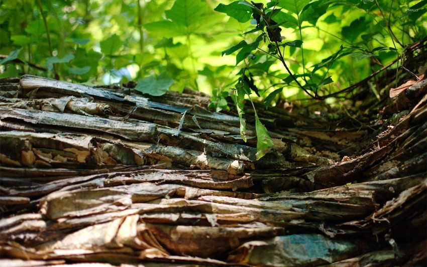 Tree Bark Texture HD Background