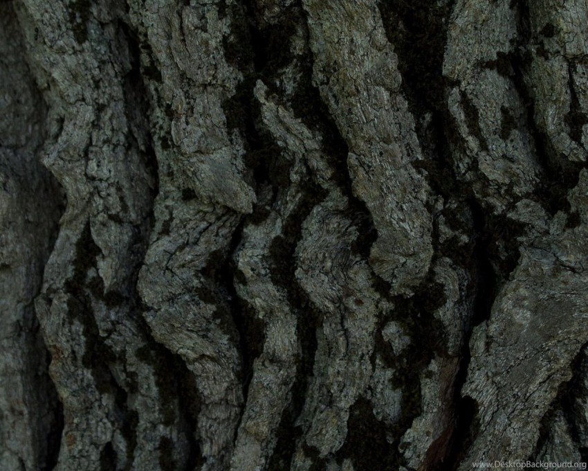 Tree Bark Texture HD Background