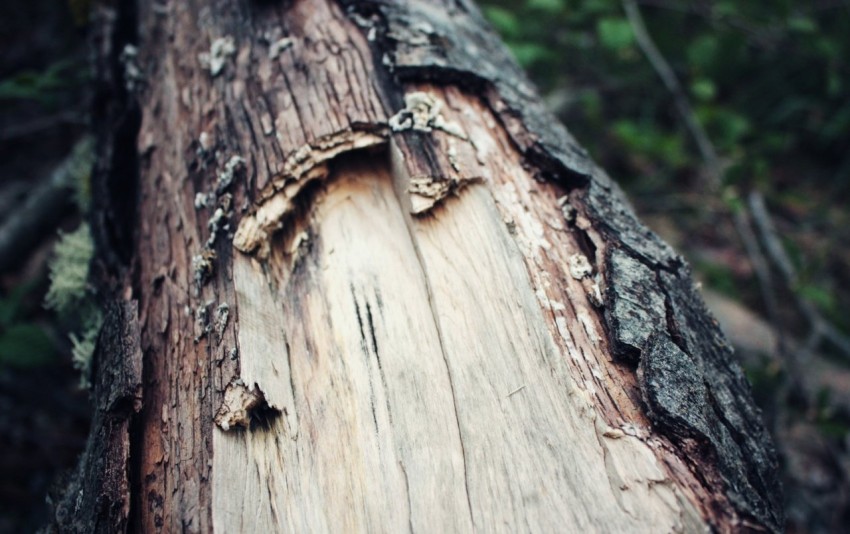 Tree Bark Texture HD Background