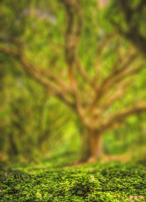 Tree Blur CB Picsart Editing Background HD Download