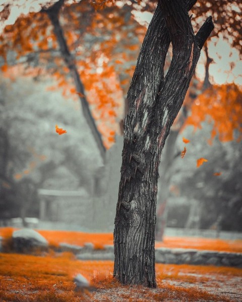 Tree Blur PicsArt CB Editing Background HD