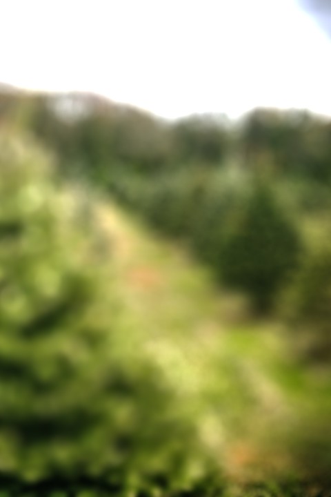 Tree Blur  Picsart Editing Background HD Download