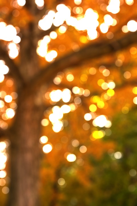 Tree Blurred Editing Background HD Download