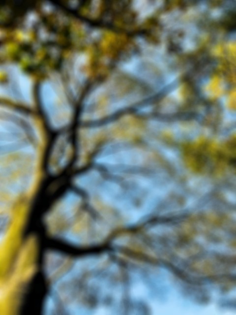 Tree Blurred Editing Background HD Download