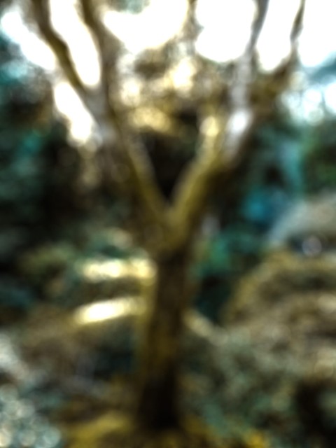 Tree Blurred Picsart Editing Background HD Download