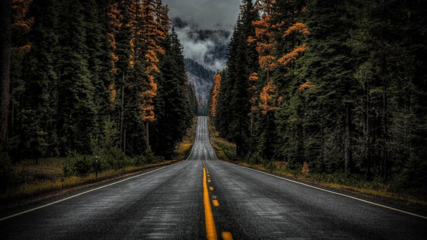 Tree Empty Road Background HD Background Free