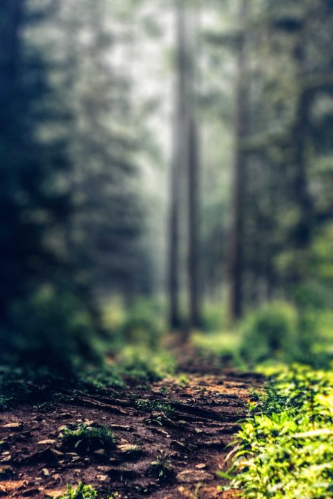 Tree Forest Blur CB Picsart Editing Background HD Download