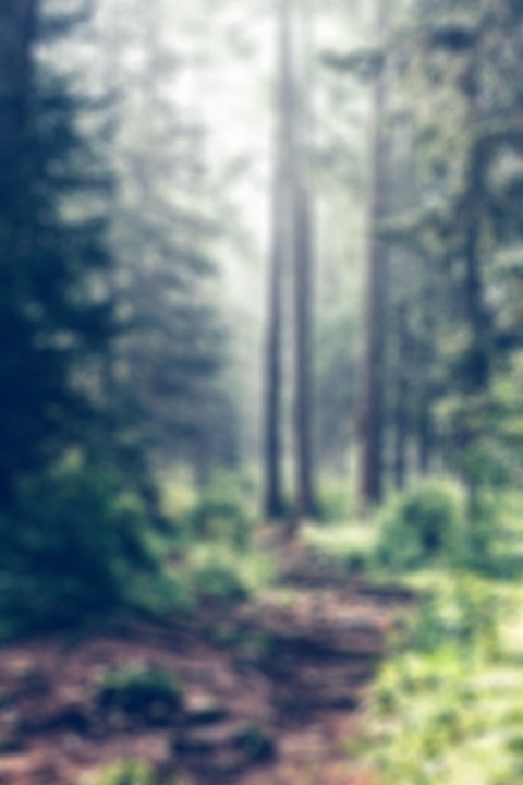 Tree Forest Blur CB Picsart Editing Background HD Download