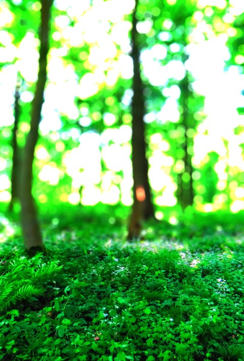 Tree Green Forest CB Picsart Editing Background HD Download