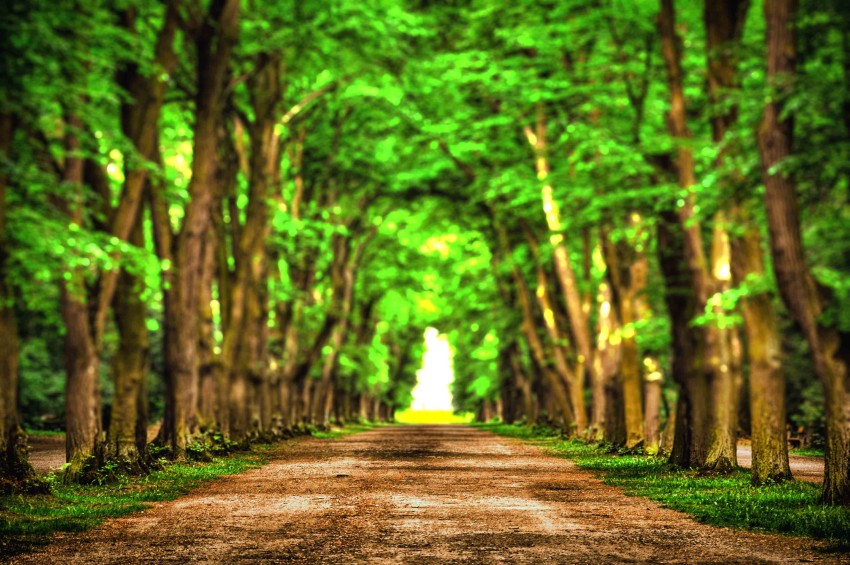 Tree Nature Road CB Editing Background HD Download