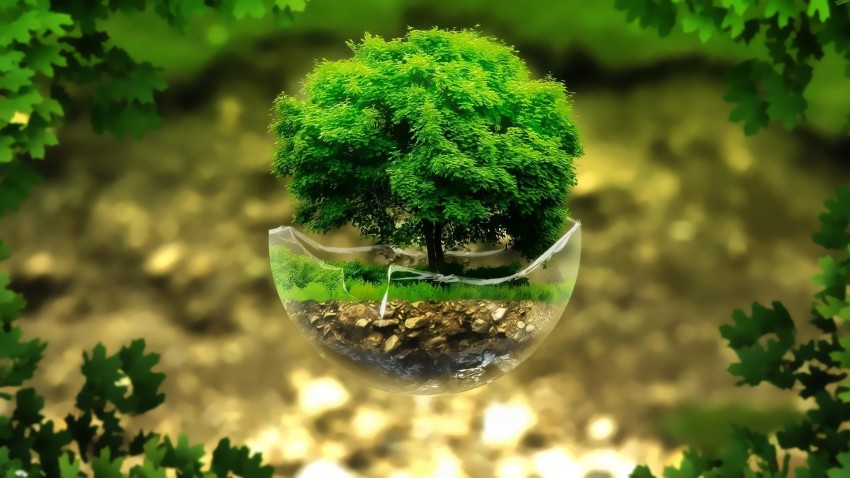 Tree Planting Background HD Images Photos