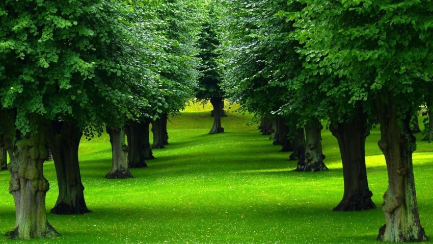 Tree Planting Background HD Images Photos