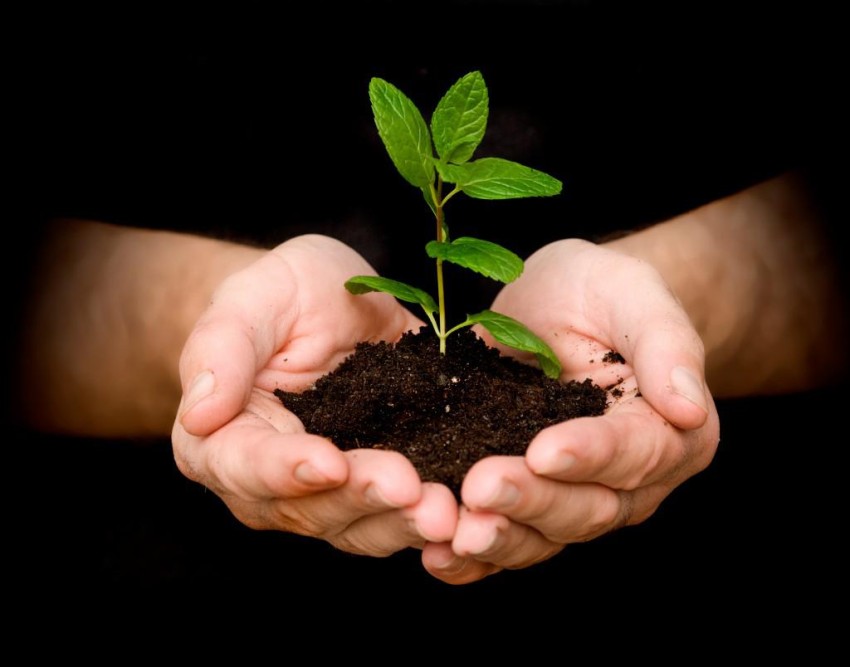 Tree Planting Background HD Images Photos