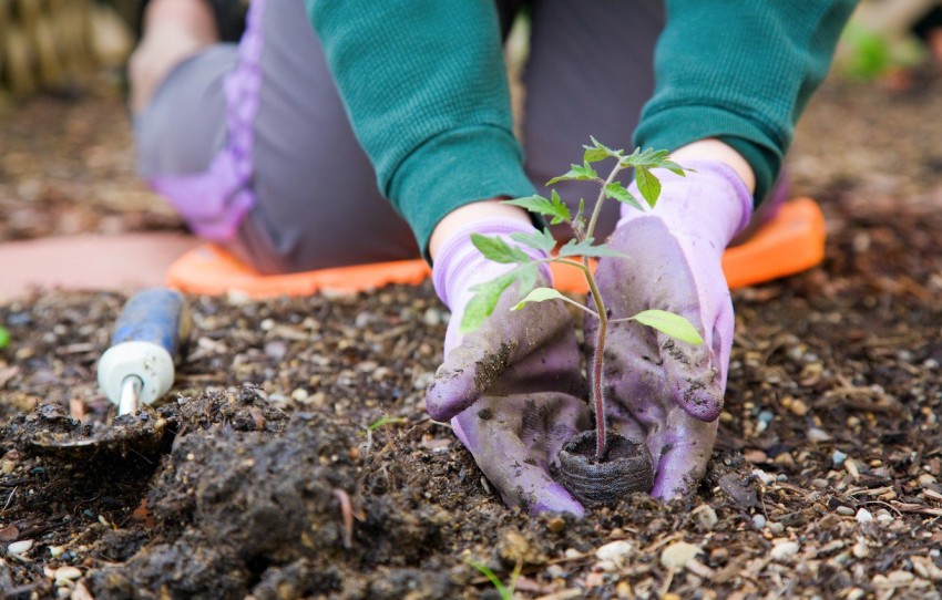 Tree Planting Background HD Images Photos