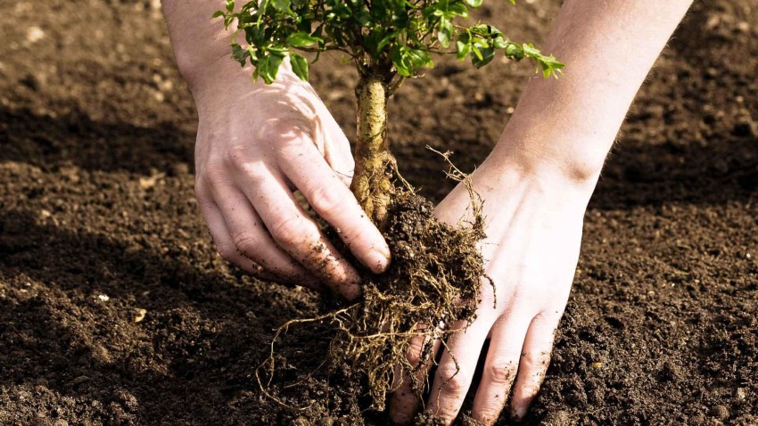 Tree Planting Background HD Images Photos